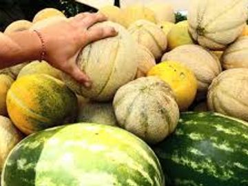 Home Grown
Watermelons 
Cantaloupe
Both summer time staples  