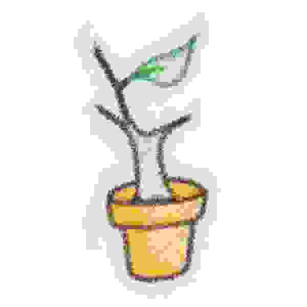 image12
