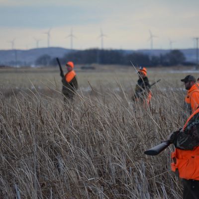 SD Pheasant Hunting Packages