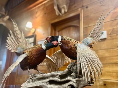 South Dakota Pheasant Hunting Lodge
