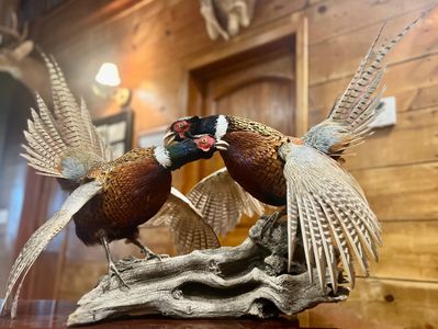 South Dakota Pheasant Hunting Lodge