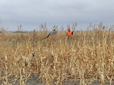 South Dakota Pheasant Outfitter