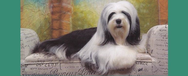 Fabulous Lanai Grooming Salon
