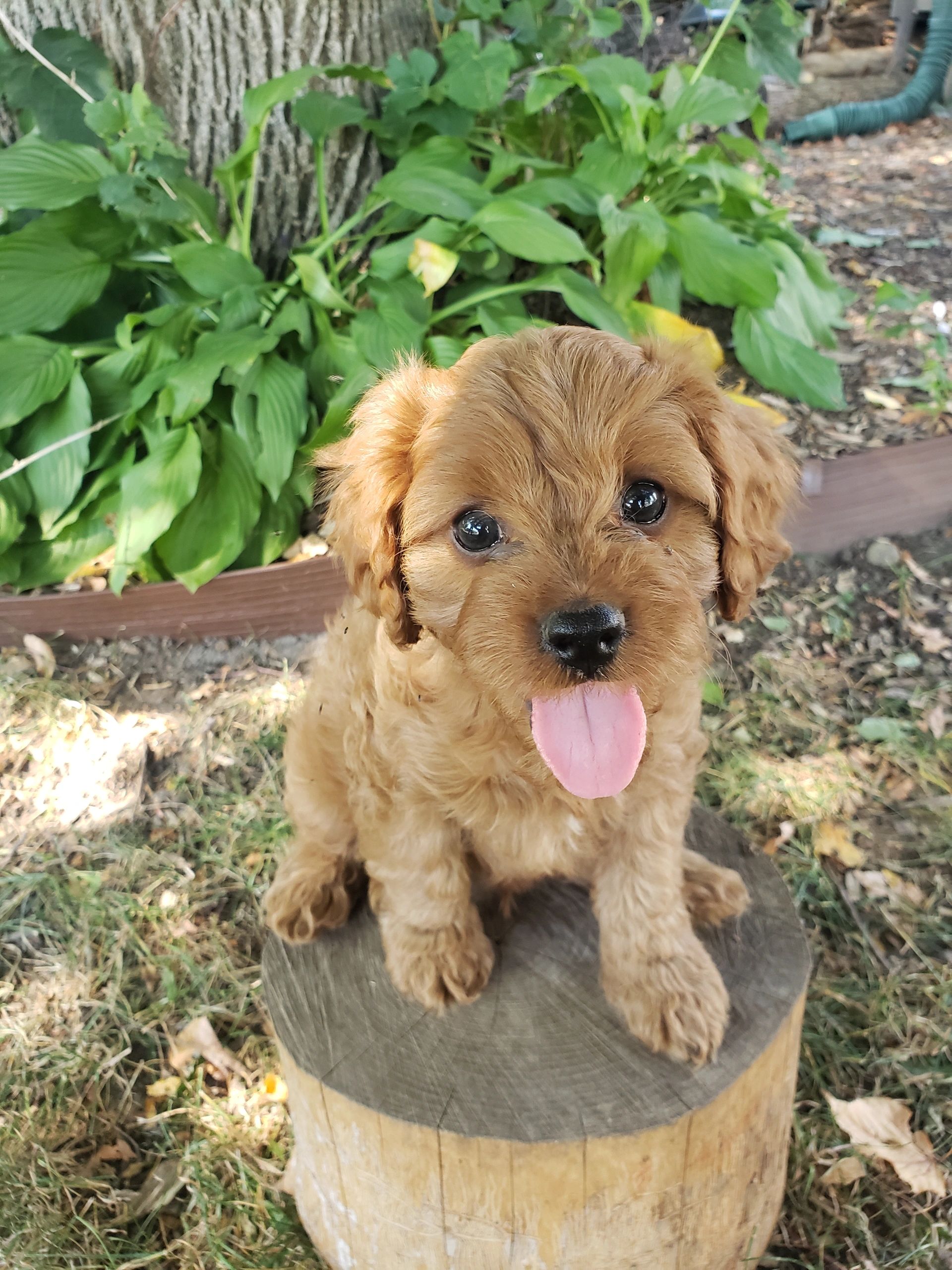 Fern Haven Puppies - Cavapoo Breeder Mn, Cavapoo Breeders, Cavapoo Puppies
