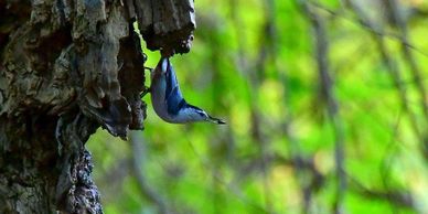 White Breasted Nuthatch