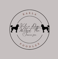Kaela Standard Poodles Florida