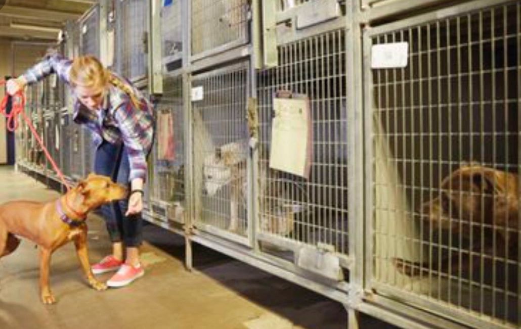 Traditional Kennels vs. Cage-Free Dog Boarding Traditional Kennels vs. Cage-Free Dog Boarding