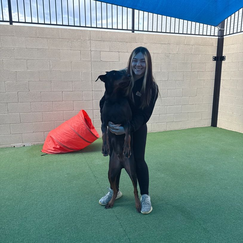 A woman smiling while holding a large Doberman in a fenced yard.
