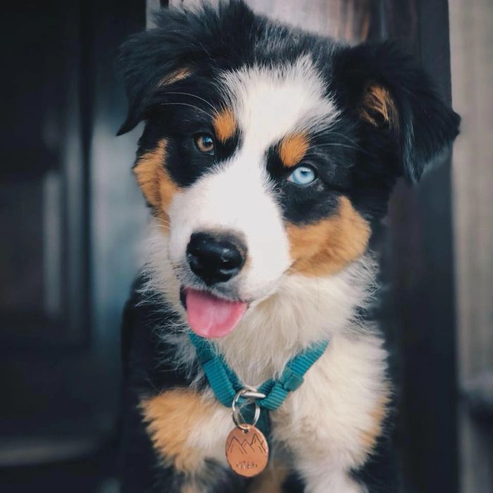 How to Raise an Australian Shepherd