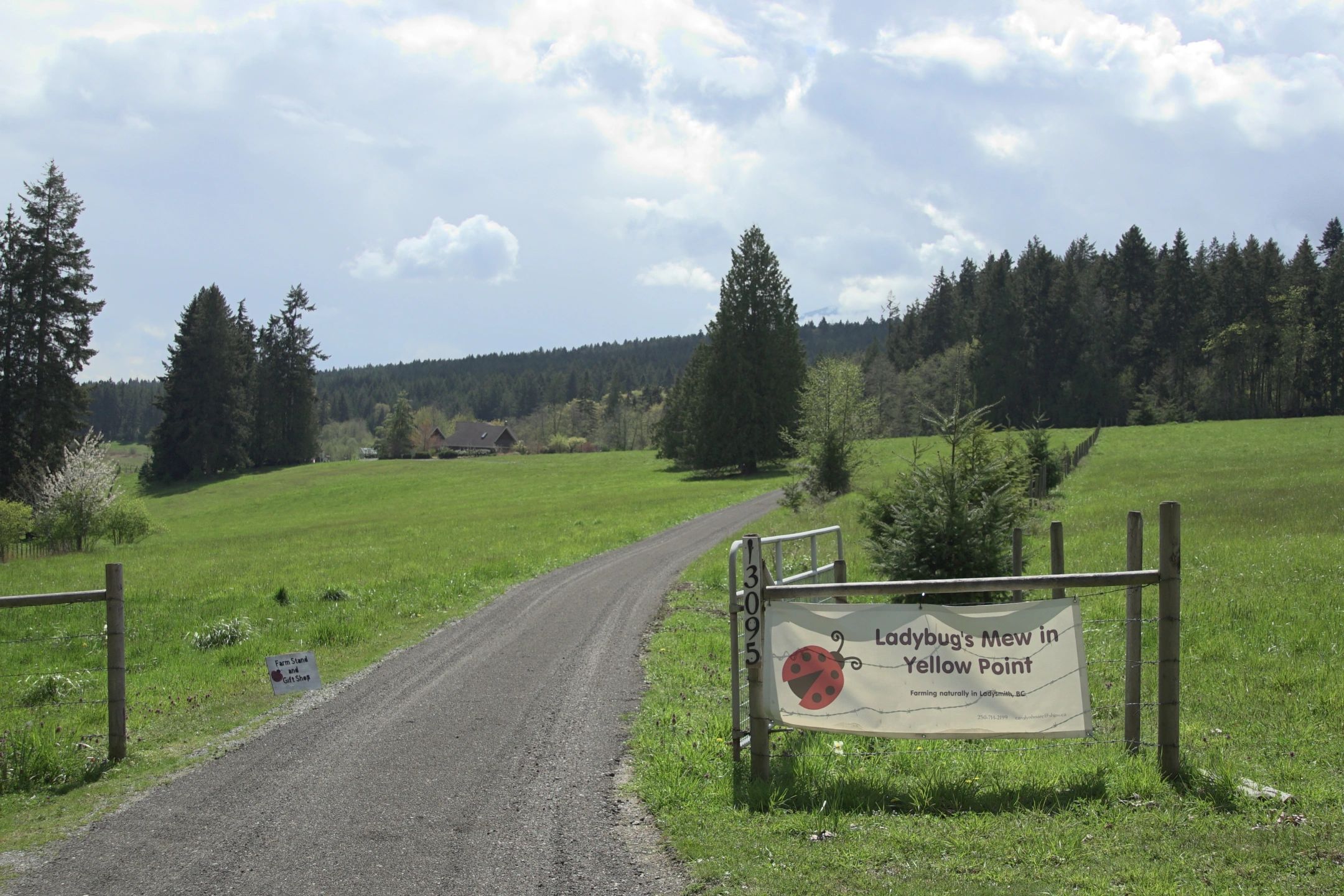 A rural farm entrance with a sign for Ladybugs Mew in Yellow Point.