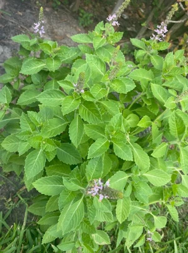 Tulsi tea
holy basil
sweet holy basil
herbal tea