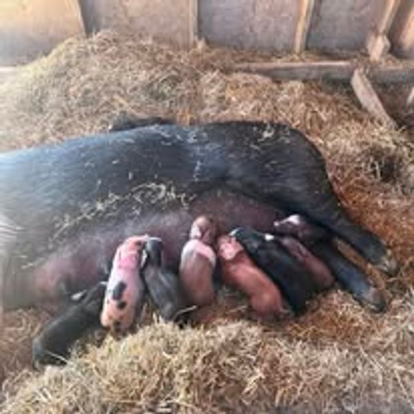 A sow lying on hay nursing her colorful piglets.