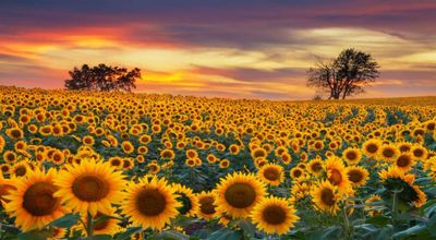 A vast sunflower field under a vibrant sunset sky.