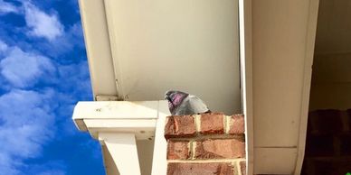 A pigeon perched on a brick ledge under a roof against a blue sky.
