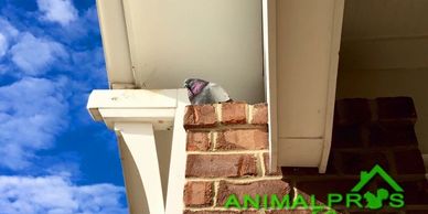 Miami Pigeon Control