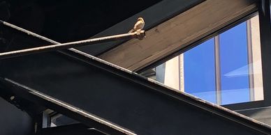 Small bird perched on a metal beam inside a modern industrial building.