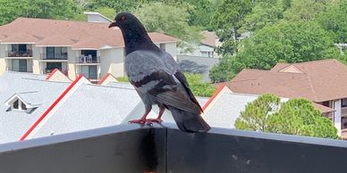 Fort Myers Bird Control