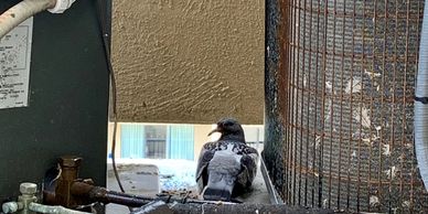 St. Augustine Birds on Roof