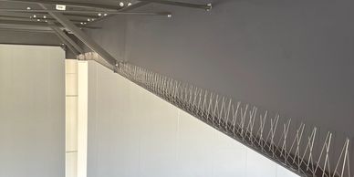 Sarasota Bird Spike Installation 