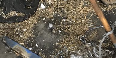 Bird Control - Dropping Cleaning