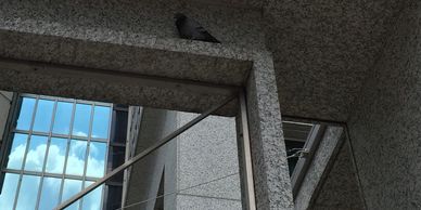 Sarasota Bird Control & Deterrents