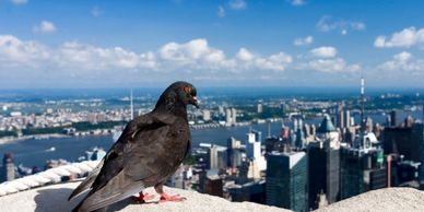 Destin Birds on Balconies 