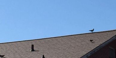 St. Augustine Pigeon Control