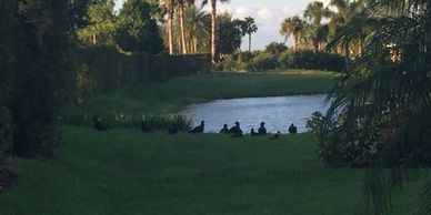 St. Augustine Bird Deterrent Company