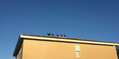 Birds perched on a rooftop under a clear blue sky.