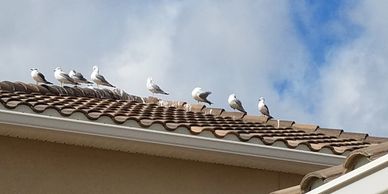 Sarasota Bird Control
