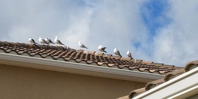 A row of seagulls perched on a tiled roof against a cloudy sky.