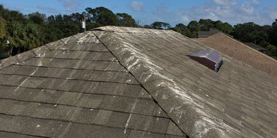 Bird Control Palm Beach