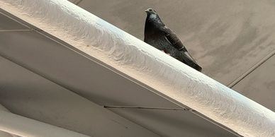 Tampa Emergency Bird Control