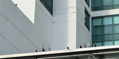 Miami Bird Control - Birds on Ledges