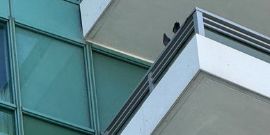 Miami Bird Control - Balcony