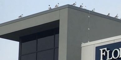 Gainesville Commercial Bird Control