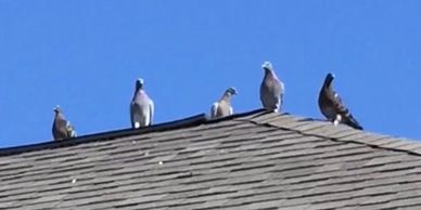 Five pigeons perched on a rooftop against a clear blue sky.