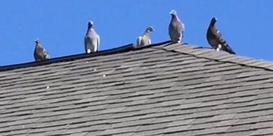 Birds on roof Jacksonville
