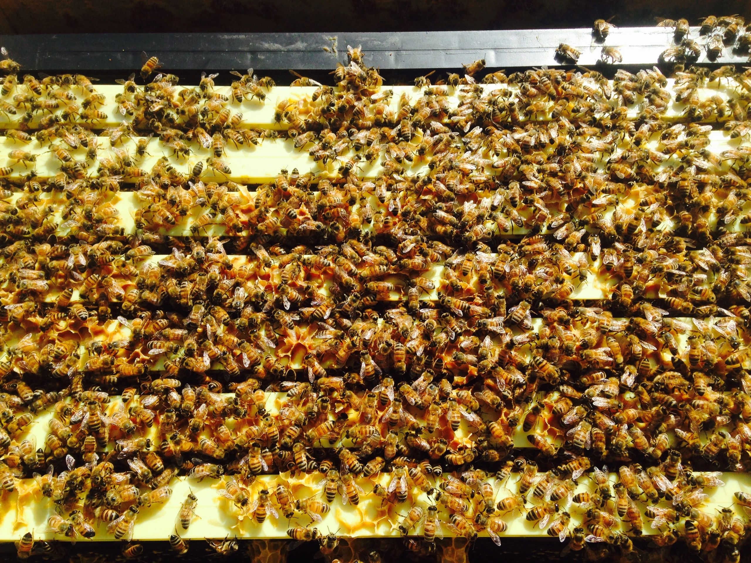 Bryan's Bees Bakersfield