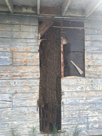 Huge colony of bees in a wall in Bakersfield!