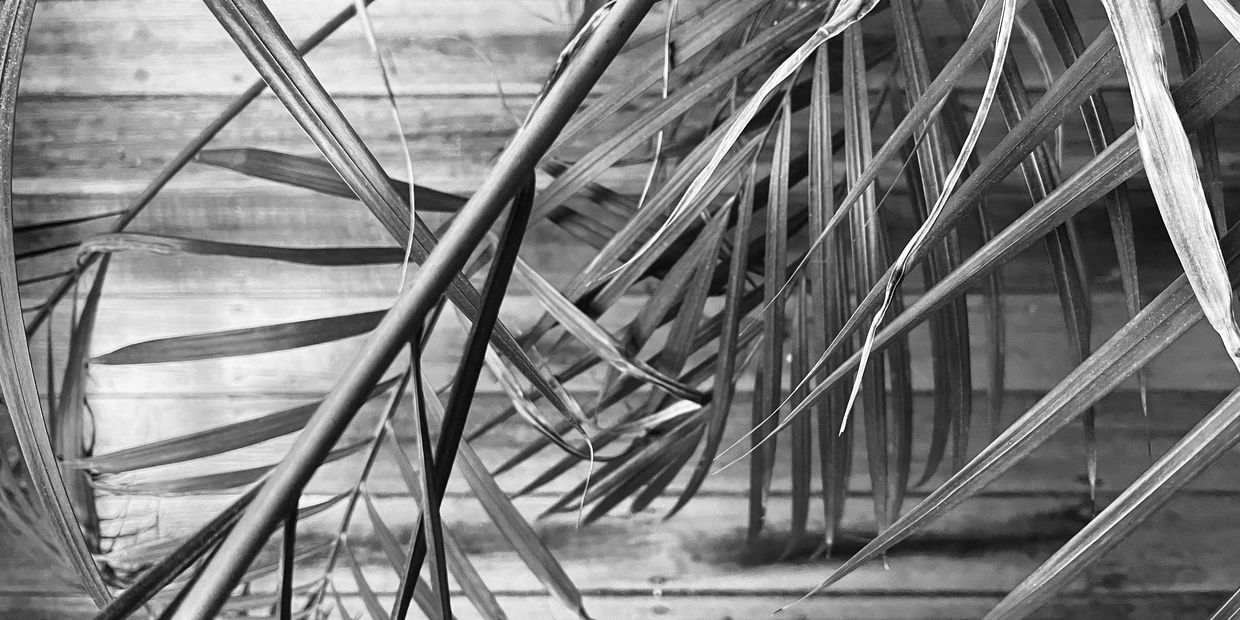 Fronds of an indoor palm tree laying over floorboards. 