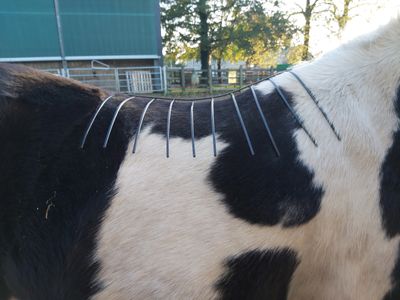 A tree template on a horse during a holistic saddle fit appointment