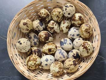 When you purchase our Japanese Jumbo Quail eggs, you can be assured that you are paying for premium 