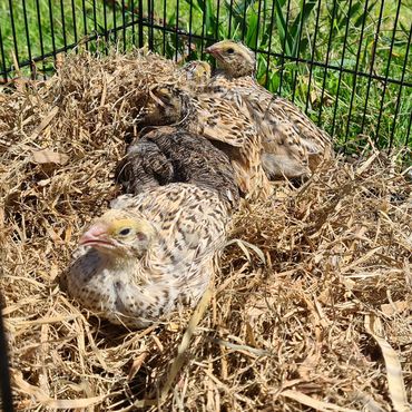 Teenage Japanese Quail getting ready for the outside world!