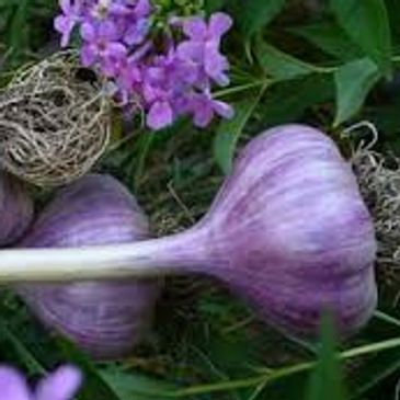 Ail marble purple stripe