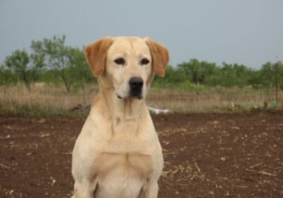 Hunting Retriever Champion born near the Mississippi River