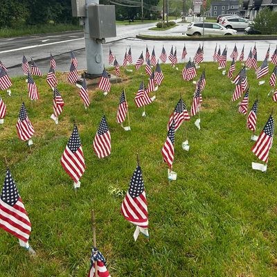 Many small American flags planted in a grassy area near a street.