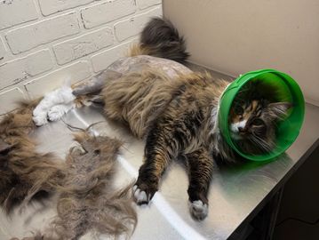 Photo of Pelt Removal