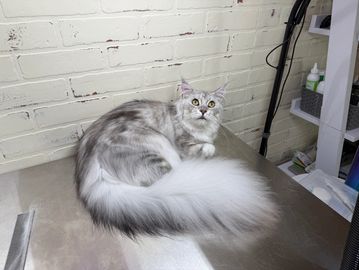 Photo of Long Hair Groom