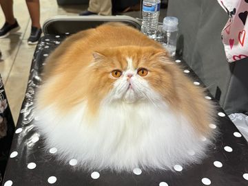 Photo of Show Groom Package